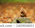 Cute red squirrel. Sciurus vulgaris. Portrait of a red squirrel in autumn season. Cute animal sitting on the tree stump. Animal in nature habitat, Czech republic 140904601