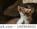 Beautiful cute forest animal. Beech marten, Martes foina, in autumn. Wildlife scene from Czech republic. Beech marten, small opportunistic predator in nature habitat. Czech republic 140904602