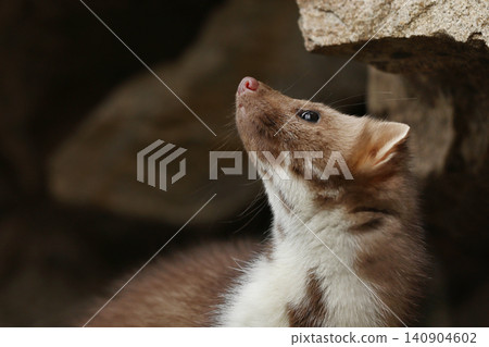 Beautiful cute forest animal. Beech marten, Martes foina, in autumn. Wildlife scene from Czech republic. Beech marten, small opportunistic predator in nature habitat. Czech republic Beautiful cute forest animal. Beech marten, Martes foina, in autumn. Wildlife scene from Czech republic. Beech marten, small opportunistic predator in nature habitat. Czech republic 140904602