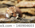 Beautiful cute forest animal. Beech marten, Martes foina, in autumn. Wildlife scene from Czech republic. Beech marten, small opportunistic predator in nature habitat. Czech republic 140904603