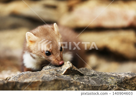 Beautiful cute forest animal. Beech marten, Martes foina, in autumn. Wildlife scene from Czech republic. Beech marten, small opportunistic predator in nature habitat. Czech republic Beautiful cute forest animal. Beech marten, Martes foina, in autumn. Wildlife scene from Czech republic. Beech marten, small opportunistic predator in nature habitat. Czech republic 140904603