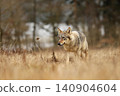 Gray wolf, Canis lupus, in the early winter, on the meadow near forest. Wolf in the nature habitat. Wolf looking on prey 140904604