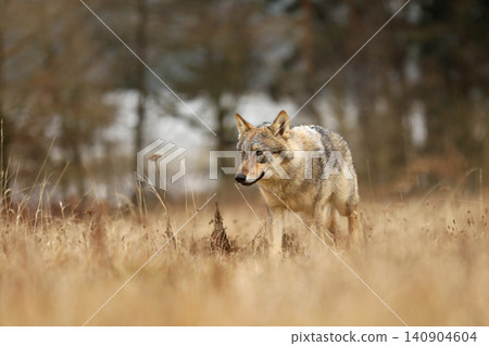 Gray wolf, Canis lupus, in the early winter, on the meadow near forest. Wolf in the nature habitat. Wolf looking on prey Gray wolf, Canis lupus, in the early winter, on the meadow near forest. Wolf in the nature habitat. Wolf looking on prey 140904604