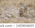 Gray wolf, Canis lupus, in the early winter, on the meadow near forest. Wolf in the nature habitat. Wolf looking on prey 140904605