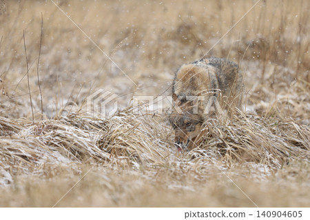 Gray wolf, Canis lupus, in the early winter, on the meadow near forest. Wolf in the nature habitat. Wolf looking on prey Gray wolf, Canis lupus, in the early winter, on the meadow near forest. Wolf in the nature habitat. Wolf looking on prey 140904605