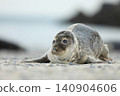 Very young Atlantic Grey Seal, Halichoerus grypus, detail portrait, at the beach of Helgoland, Germany 140904606