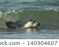 Atlantic Grey Seal, Halichoerus grypus, portrait in the clear blue water on morning sun, animal swimming in the ocean waves, Helgoland 140904607