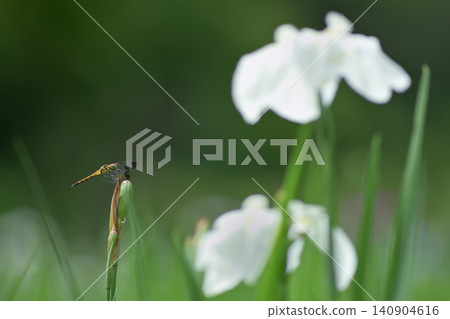 一隻蜻蜓停在白色鳶尾花前。 一隻蜻蜓停在白色鳶尾花前。 140904616