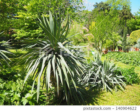 Yucca, Adam needle or Spanish-bayonet. Genus is classified in asparagus family in subfamily with Agave. Rosette of leaves. Dry living conditions. Spanish dagger, shin dagger, soapweed, or soaptree. Yucca, Adam needle or Spanish-bayonet. Genus is classified in asparagus family in subfamily with Agave. Rosette of leaves. Dry living conditions. Spanish dagger, shin dagger, soapweed, or soaptree. 140904622