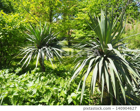 Yucca, Adam needle or Spanish-bayonet. Genus is classified in asparagus family in subfamily with Agave. Rosette of leaves. Dry living conditions. Spanish dagger, shin dagger, soapweed, or soaptree. Yucca, Adam needle or Spanish-bayonet. Genus is classified in asparagus family in subfamily with Agave. Rosette of leaves. Dry living conditions. Spanish dagger, shin dagger, soapweed, or soaptree. 140904627