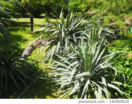 Yucca, Adam needle or Spanish-bayonet. Genus is classified in asparagus family in subfamily with Agave. Rosette of leaves. Dry living conditions. Spanish dagger, shin dagger, soapweed, or soaptree. Yucca, Adam needle or Spanish-bayonet. Genus is classified in asparagus family in subfamily with Agave. Rosette of leaves. Dry living conditions. Spanish dagger, shin dagger, soapweed, or soaptree. 140904628