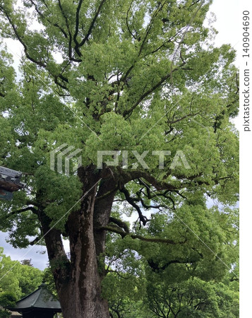 樹 140904690