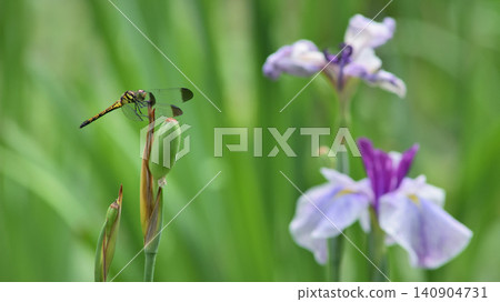 A dragonfly perched on an iris flower. A dragonfly perched on an iris flower. 140904731