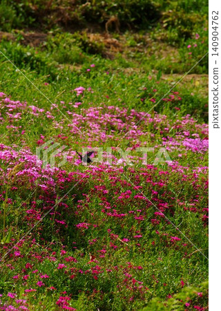 The scenery along the Kiso River in Ena City, Gifu Prefecture, from the Iwamura Castle ruins to Menonoki Pass in Kitashitara Town, Aichi Prefecture, in early summer is incredibly varied. 140904762