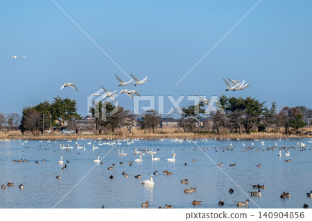 [Lake Hyoko, Niigata Prefecture: Migratory birds] Swans flying powerfully in their wintering grounds 140904856