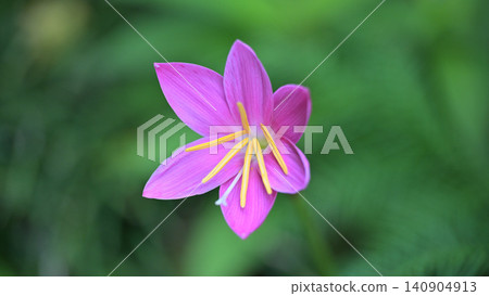 The delicate pink flowers of the false saffron; a close-up of rain lilies blooming against a backdrop of fresh green leaves. The delicate pink flowers of the false saffron; a close-up of rain lilies blooming against a backdrop of fresh green leaves. 140904913