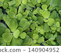 A full-frame top view of vibrant green water lettuce plants floating on a pond. Beautiful natural foliage pattern, background texture, aquatic eco-system, and botanical concepts. 140904952