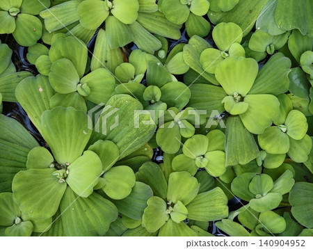A full-frame top view of vibrant green water lettuce plants floating on a pond. Beautiful natural foliage pattern, background texture, aquatic eco-system, and botanical concepts. A full-frame top view of vibrant green water lettuce plants floating on a pond. Beautiful natural foliage pattern, background texture, aquatic eco-system, and botanical concepts. 140904952