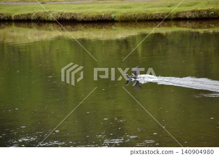 Waterbird landing on a calm river surface with a splash Waterbird landing on a calm river surface with a splash 140904980