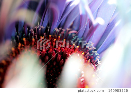 A close-up photograph of a gerbera dyed blue. A close-up photograph of a gerbera dyed blue. 140905326