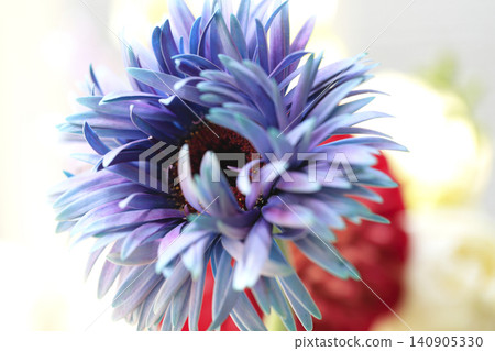 Gerberas dyed blue Gerberas dyed blue 140905330