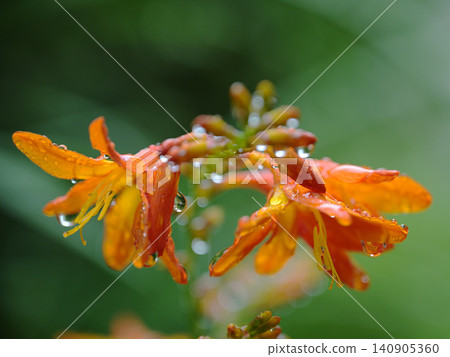 雨季的雨水浸濕了番紅花。 140905360