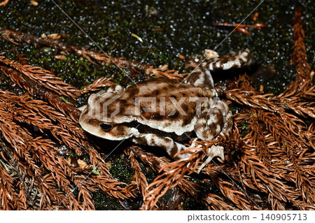 Japanese toad heading to its spawning grounds Japanese toad heading to its spawning grounds 140905713