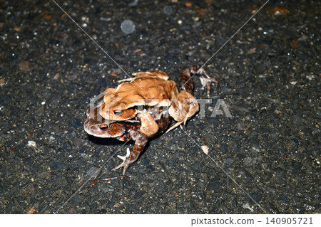 Encapsulated Japanese toad Encapsulated Japanese toad 140905721
