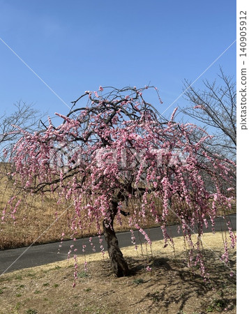Weeping plum blossom Weeping plum blossom 140905912