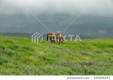 Horses grazing in a misty meadow Horses grazing in a misty meadow 140906041
