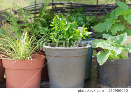 Acanthus, mint and other potted plants are sold at a garden store. Plants with beautiful leaves. Seedlings in containers in local market. Sunny day. Acanthus, mint and other potted plants are sold at a garden store. Plants with beautiful leaves. Seedlings in containers in local market. Sunny day. 140906050