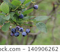 Blueberry fruit, which is produced by rice cultivation 140906262