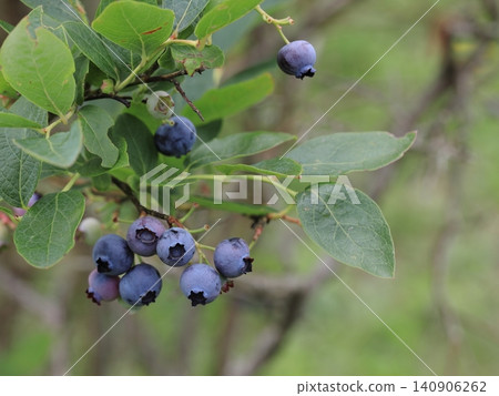 Blueberry fruit, which is produced by rice cultivation 140906262