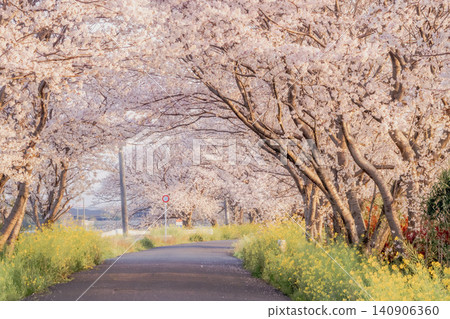 A spring promenade in Fukuoka adorned with cherry blossoms in full bloom and rapeseed flowers. A spring promenade in Fukuoka adorned with cherry blossoms in full bloom and rapeseed flowers. 140906360