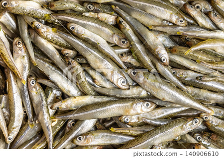 Fresh Smelt Fish Pile at Seafood Market Raw Catch Small Silver Fish Close-Up Fresh Smelt Fish Pile at Seafood Market Raw Catch Small Silver Fish Close-Up 140906610