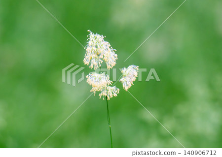 June green grass flowering in the meadow June green grass flowering in the meadow 140906712
