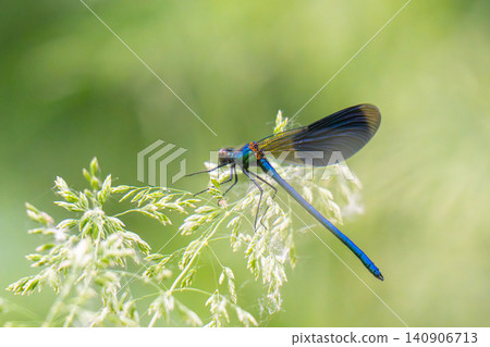 Macro Dragonfly near the river Macro Dragonfly near the river 140906713