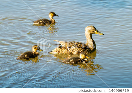 A family of ducks, a duck and its little ducklings are swimming in the water. 140906719