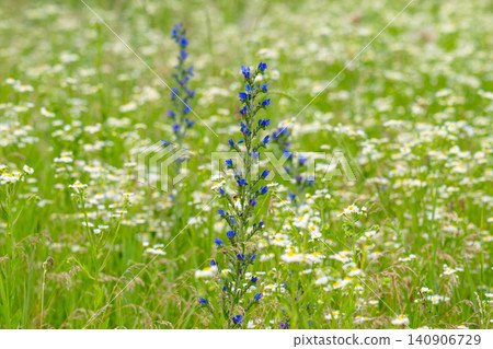 among the herbs bloom Echium vulgare among the herbs bloom Echium vulgare 140906729