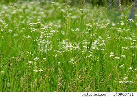 Little white daisies Little white daisies 140906731