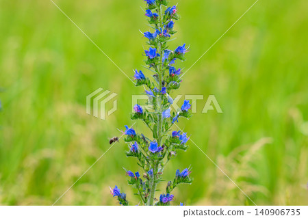 among the herbs bloom Echium vulgare among the herbs bloom Echium vulgare 140906735