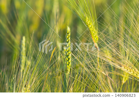 Young Green Wheat Crops Field Growing in Cultivated Plantation Young Green Wheat Crops Field Growing in Cultivated Plantation 140906823