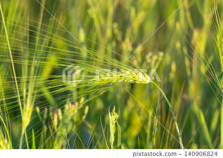 Young Green Wheat Crops Field Growing in Cultivated Plantation Young Green Wheat Crops Field Growing in Cultivated Plantation 140906824