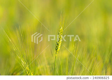 Young Green Wheat Crops Field Growing in Cultivated Plantation Young Green Wheat Crops Field Growing in Cultivated Plantation 140906825