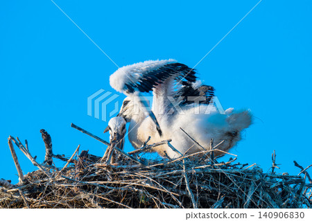 Young White Stork in nest 140906830