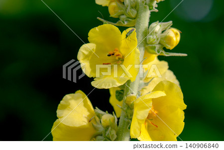 Verbascum densiflorum medicinal flowers in bloom Verbascum densiflorum medicinal flowers in bloom 140906840