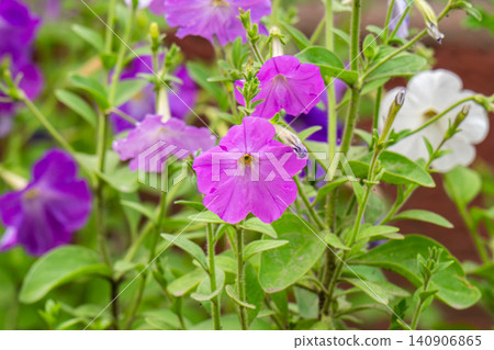 Colorful Petunias in a Well-Maintained Colorful Petunias in a Well-Maintained 140906865