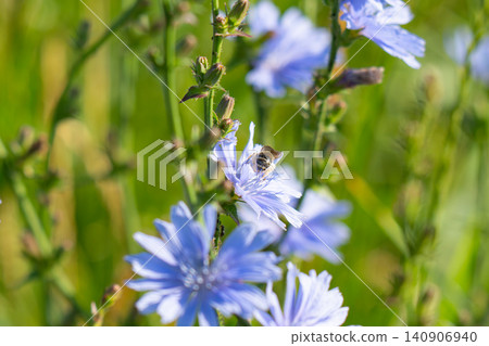 Cornflower (Centaurea cyanus) is a herbaceous plant of the family Asteraceae (Asteraceae). Cornflower (Centaurea cyanus) is a herbaceous plant of the family Asteraceae (Asteraceae). 140906940