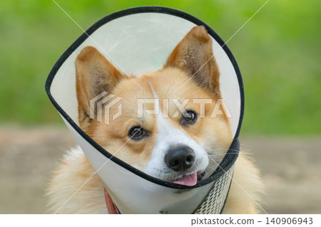 Pembroke Welsh Corgi wearing an Elizabethan collar. 140906943