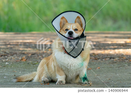 Pembroke Welsh Corgi wearing an Elizabethan collar. 140906944